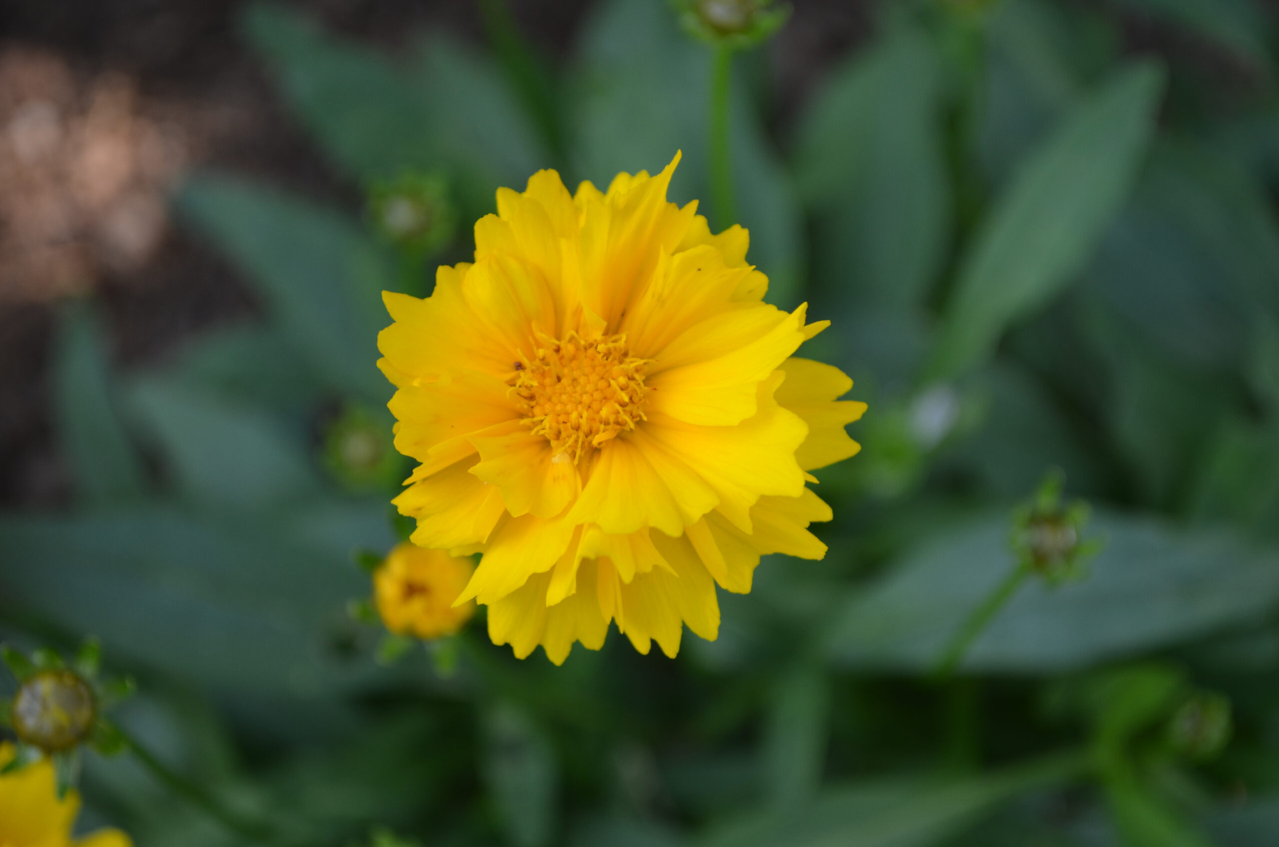Coreopsis Grandiflora 'Early Sunrise' - Bright yellow ruffled flower above dark green foliage.