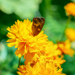 Coreopsis Grandiflora 'Early Sunrise' - Bright yellow ruffled flower above dark green foliage.