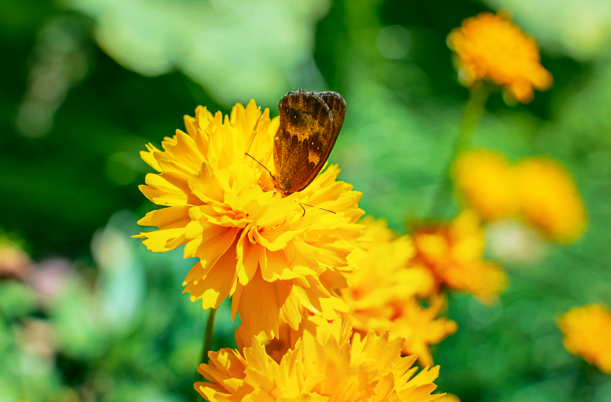 Coreopsis Grandiflora 'Early Sunrise' - Bright yellow ruffled flower above dark green foliage.