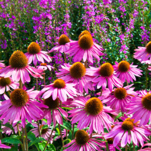 Purple Echinacea Coneflower with bright purple foliage.