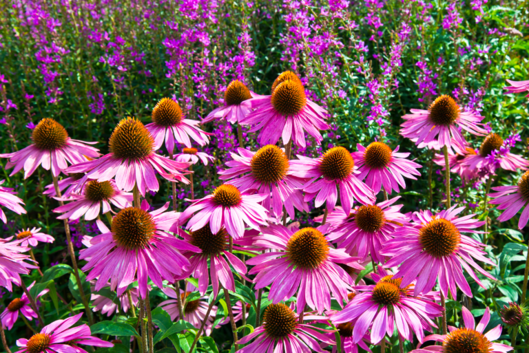 Purple Echinacea Coneflower with bright purple foliage.