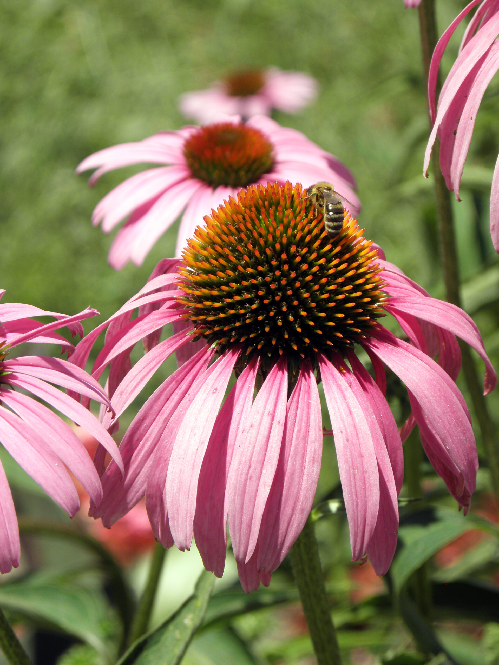 Purple Echinacea Coneflower with bright purple foliage.