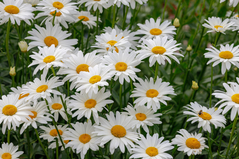 Close up of Shasta daisy clump - white daisy flowers with classic yellow centers