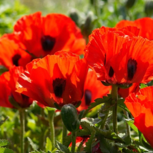 oriental poppy beauty of livermere - brilliant red traditional poppy flowers with black eyes inside