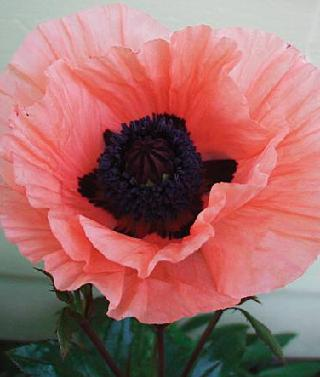 Oriental poppy princess victoria louise - vibrant pink salmon colored flowers with dark green foliage.