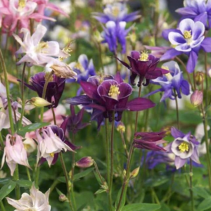 Columbine 'Biedermeier' Mix - classic trumpet shape columbine flowers in shades of blue, purple, white and burgundy