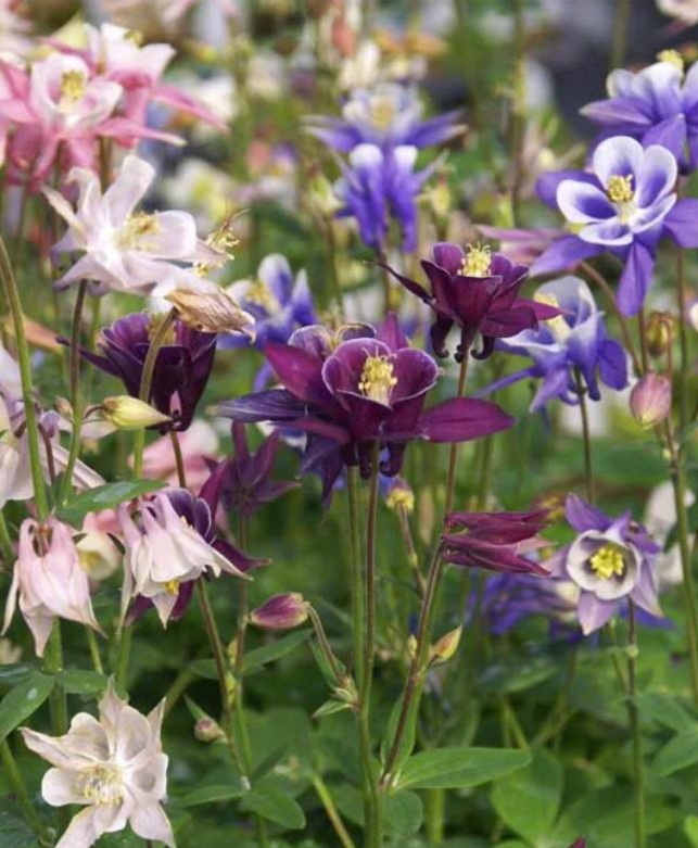 Columbine 'Biedermeier' Mix - classic trumpet shape columbine flowers in shades of blue, purple, white and burgundy