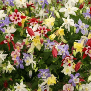 Columbine plants - McKana's Giants - vibrantly colored trumpet shaped flowers