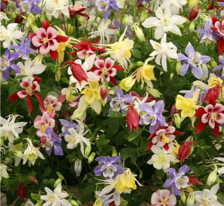 Columbine plants - McKana's Giants - vibrantly colored trumpet shaped flowers