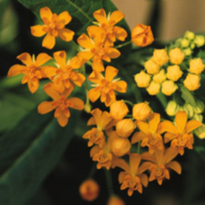 Tropical Milkweed Asclepias'Silky Gold' perennial flowers