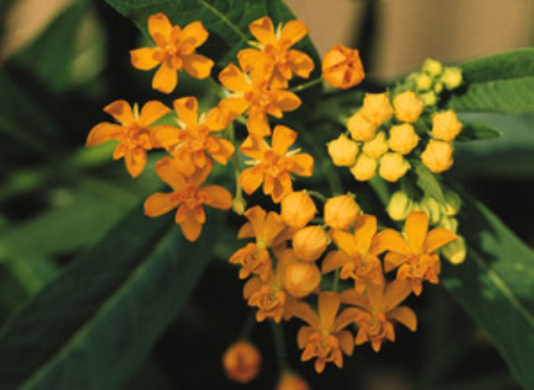 Tropical Milkweed Asclepias'Silky Gold' perennial flowers