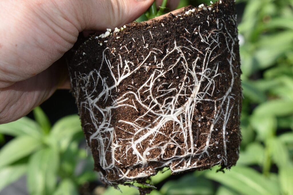 Robus roots grown by perennialville in ohio