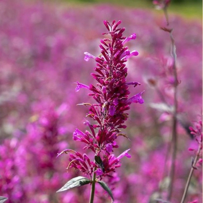 Agastache plant 'Zuni' - magenta purple flower fronds bloom continuously - beloved by hummingbirds and pollinators