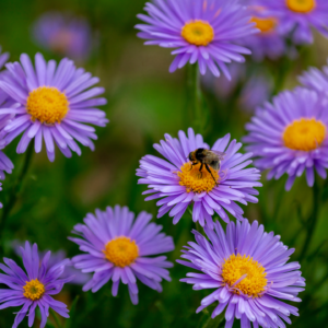 Alpine Asters - Beauty Dark Blue - purple to blue colored flowers with yellow centers