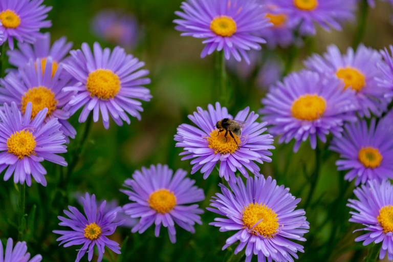 Alpine Asters - Beauty Dark Blue - purple to blue colored flowers with yellow centers