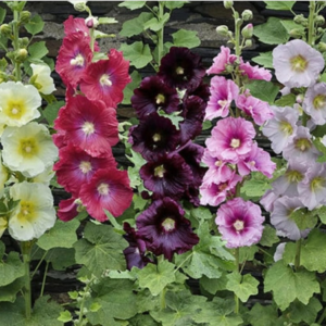 Hollyhock Las Vegas Lights Mix, Upright stalks with bell shaped flowers in shades of light yellow, burgundy, reds and pinks