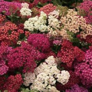 Yarrow 'Red Shades' - a mix of crimson, deep purple, pinks and whites in full bloom