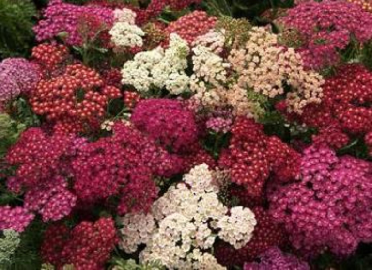 Yarrow 'Red Shades' - a mix of crimson, deep purple, pinks and whites in full bloom