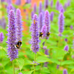 Perennial Agastache Honey Bee Blue - vibrant stalks of blue flowers attract pollinators