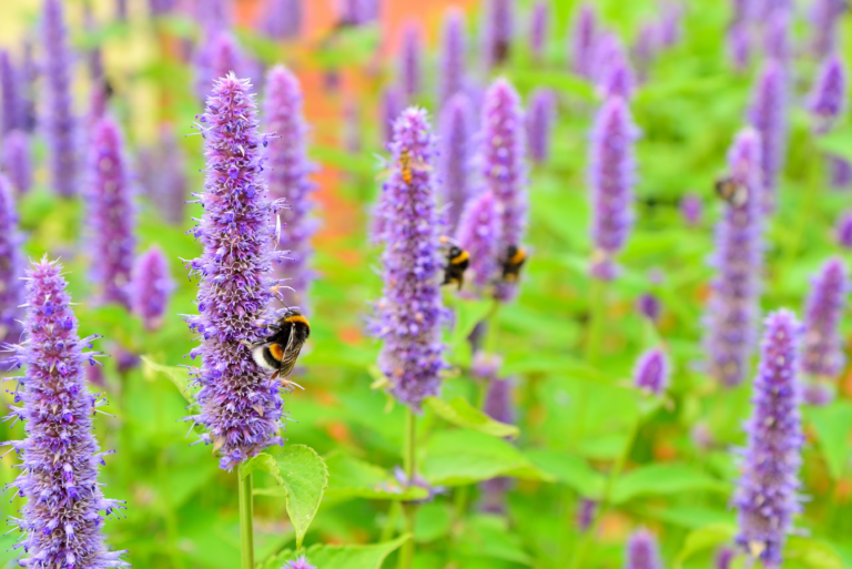 Perennial Agastache Honey Bee Blue - vibrant stalks of blue flowers attract pollinators