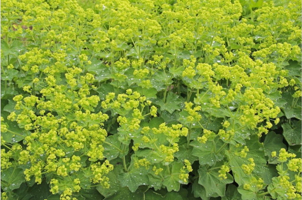 Alchemilla Lady's Mantle 'Gold Strike' perennial ground cover flowers in full bloom with mustard yellow appearance
