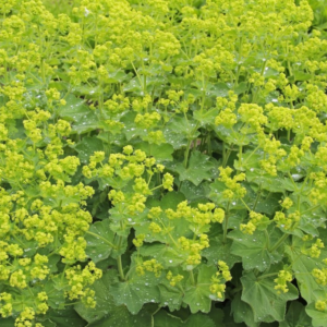 Alchemilla Lady's Mantle 'Gold Strike' perennial ground cover flowers in full bloom with mustard yellow appearance
