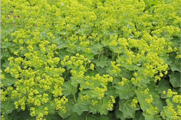 Alchemilla Lady's Mantle 'Gold Strike' perennial ground cover flowers in full bloom with mustard yellow appearance