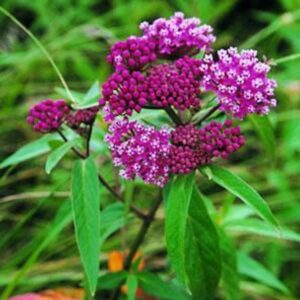 Swamp milkweed incarnata native variety with pink and purple flower clusters