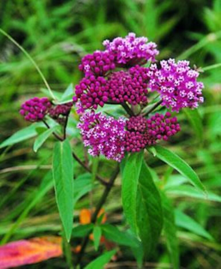 Swamp milkweed incarnata native variety with pink and purple flower clusters
