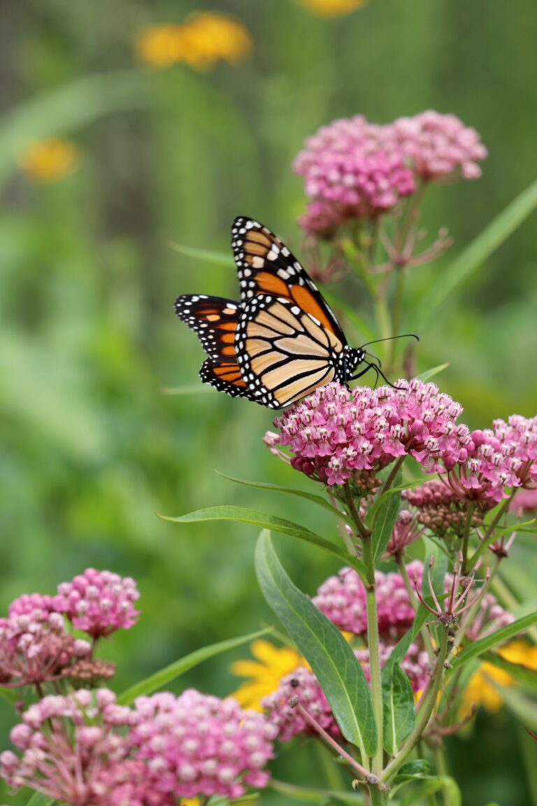 Swamp milkweed native variety with pink and purple flower clusters