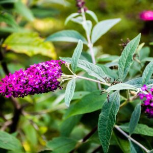 Butterfly bush with brilliant purple flowers