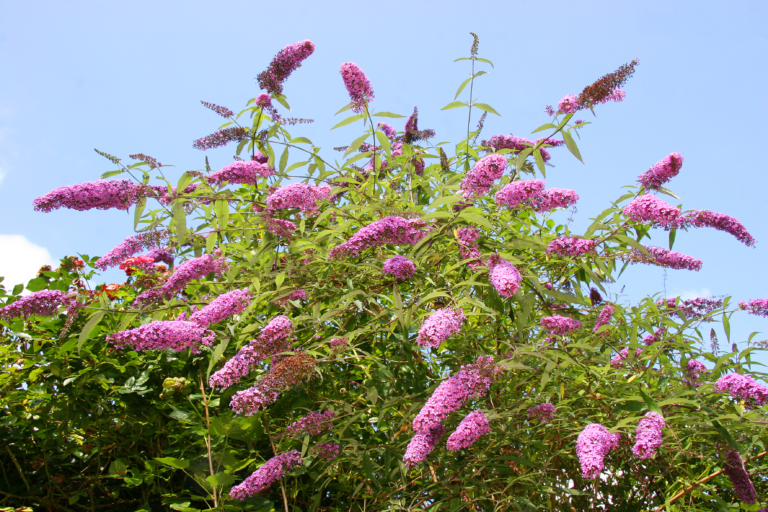 Butterfly bush with brilliant purple flowers
