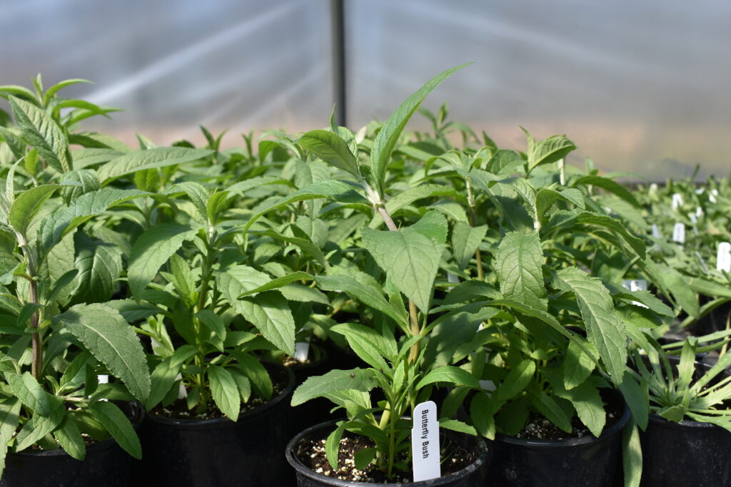 robust green young plants grown by perennialville