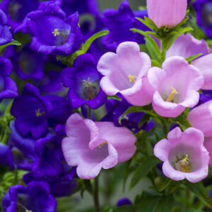 Canterbury Bells - Vibrant blue and pink flowers
