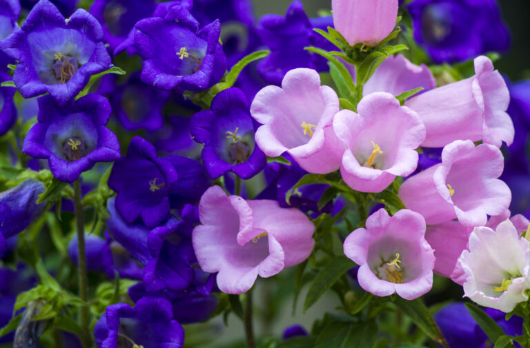 Canterbury Bells - Vibrant blue and pink flowers