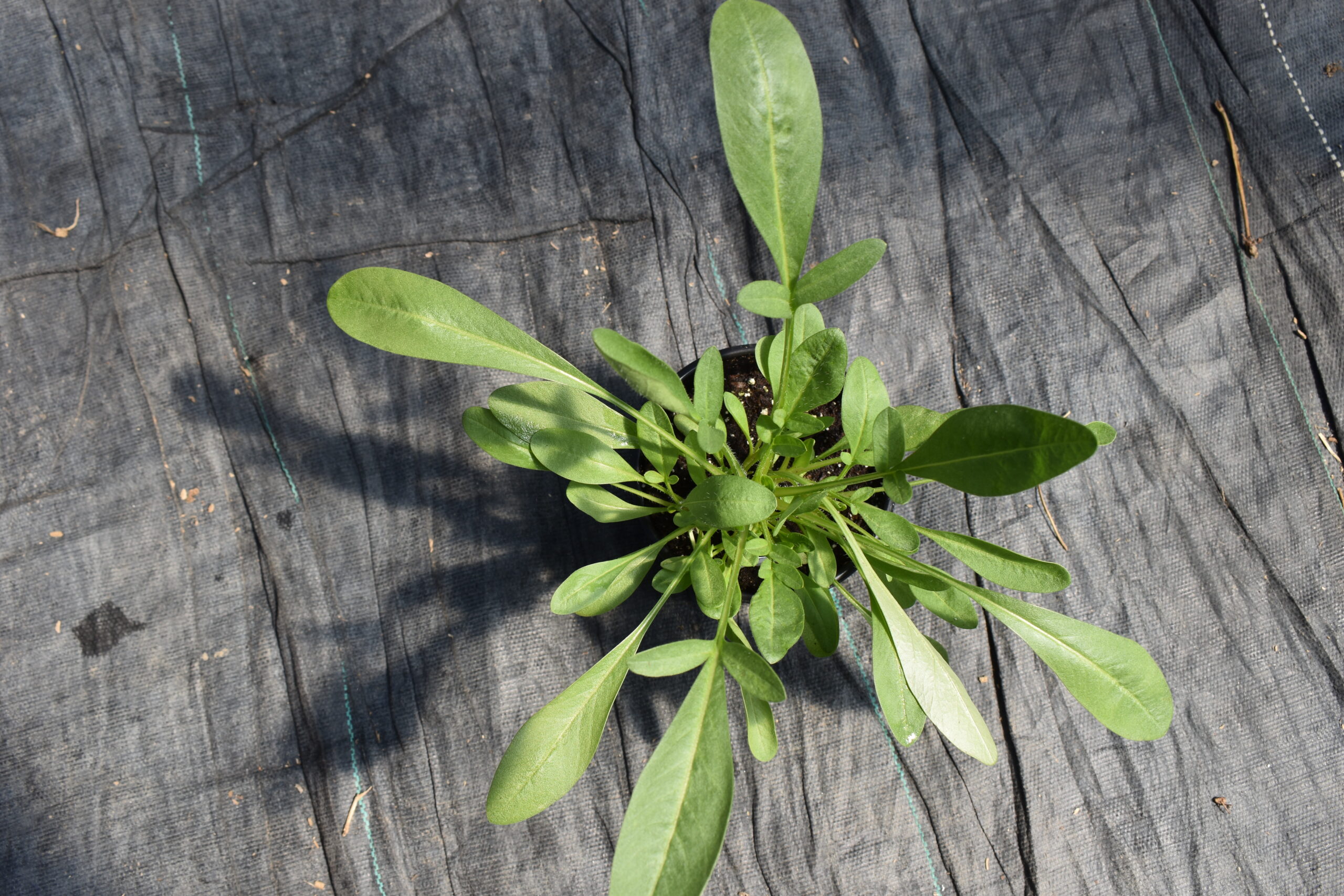 Young coreopsis early sunrise plant