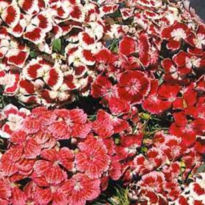 Dianthus Flowers - Double choice Mix of red, white and deep coral colored flowers