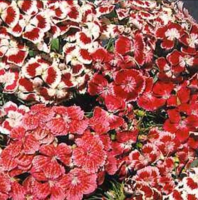 Dianthus Flowers - Double choice Mix of red, white and deep coral colored flowers
