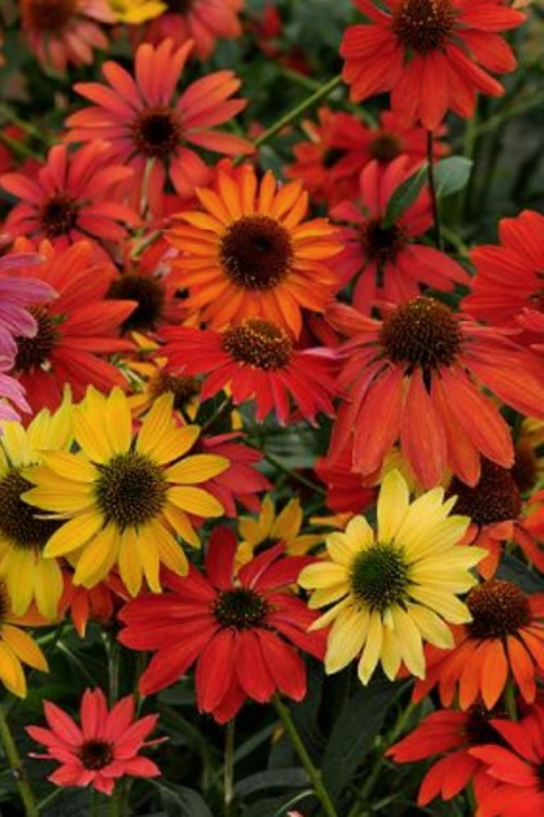 Coneflower Plant 'Cheyenne Spirit' - mix of red, orange and yellow shades