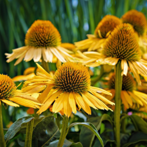Coneflower 'Mellow Yellows' in full bloom - colors ranging from light, off-white yellow to deep goldenrod