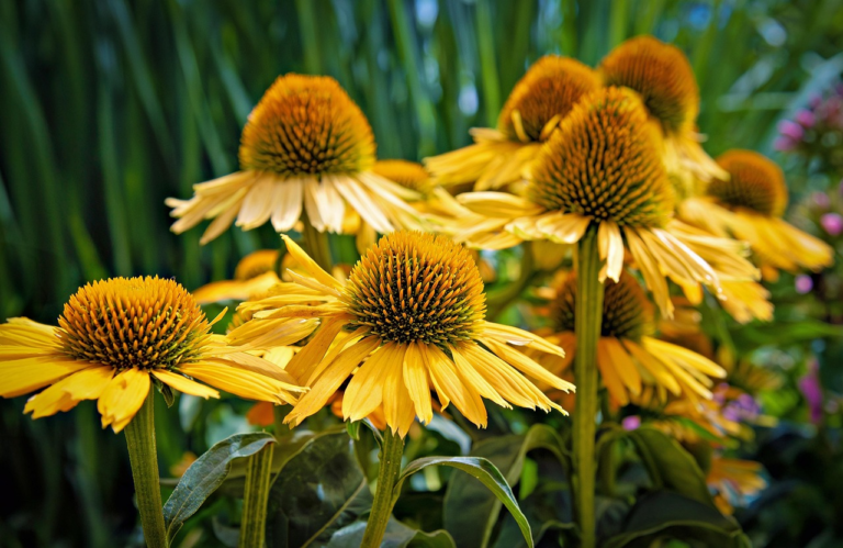 Coneflower 'Mellow Yellows' in full bloom - colors ranging from light, off-white yellow to deep goldenrod