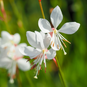 Gaura 'The Bride' white whimsical flowers daintily cover tall spindly stems