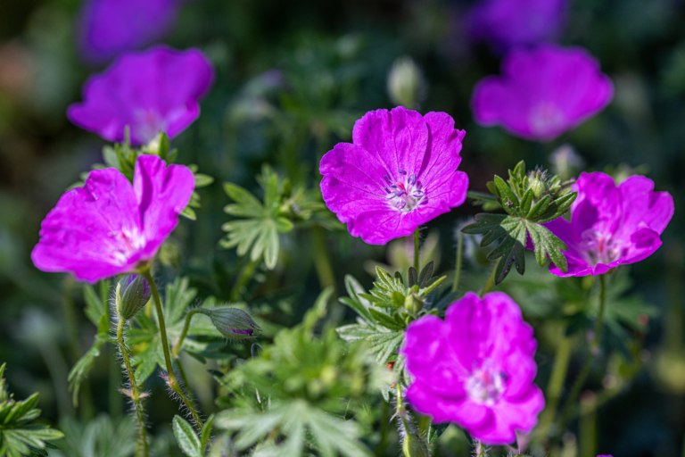 hardy geranium sanguineum - vibrant green foliage creates dome-shaped appearance covered in magenta geranium flowers