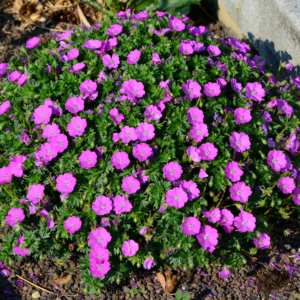 hardy geranium sanguineum - vibrant green foliage creates dome-shaped appearance covered in magenta geranium bloody cransebill flowers