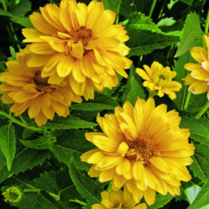 Heliopsis 'Summer Sun' - Golden yellow flowers adorn bright and cheerful green upright foliage.