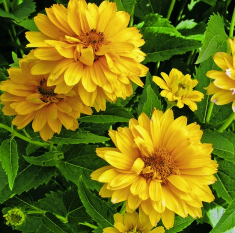 Heliopsis 'Summer Sun' - Golden yellow flowers adorn bright and cheerful green upright foliage.