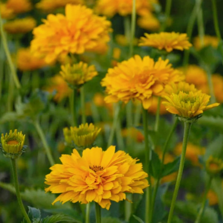 Heliopsis 'Summer Sun' - Golden yellow flowers adorn bright and cheerful green upright foliage.