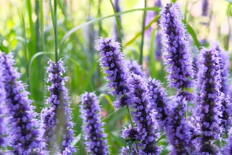 Blue hyssop plants officinalis 'Nectar Blue' - spires of purple perennial flowers