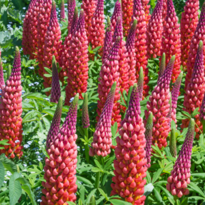 Lupine 'Red Shades' - spire of red flowers comprised of individual tear drop shaped petals.