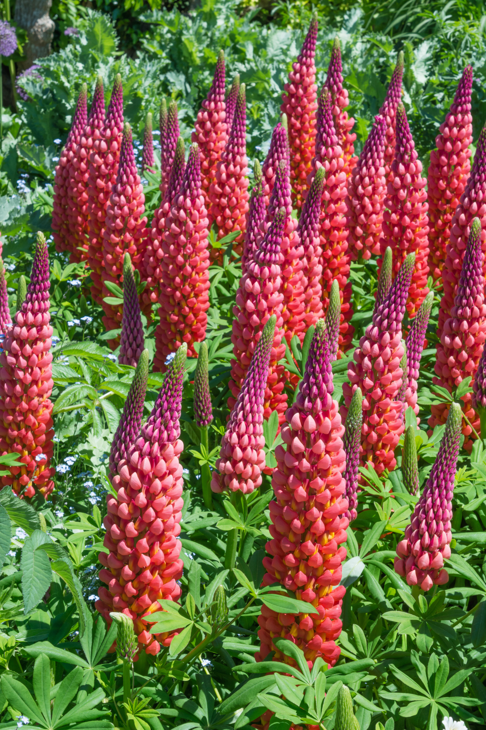 Lupine 'Red Shades' - spire of red flowers comprised of individual tear drop shaped petals.
